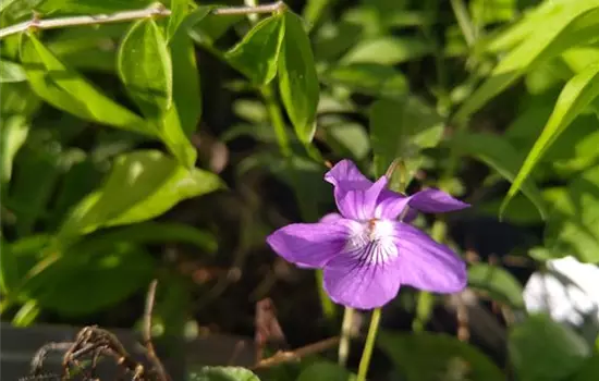 Viola riviniana