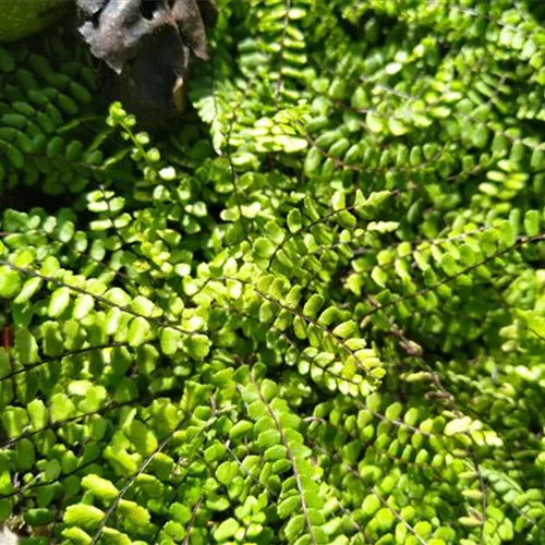 Asplenium trichomanes*