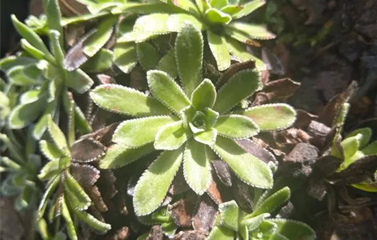 Saxifraga paniculata