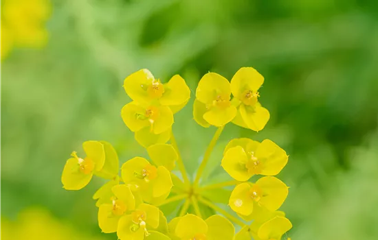 Euphorbia seguieriana ssp niciciana Euphorbia seguieriana ssp niciciana