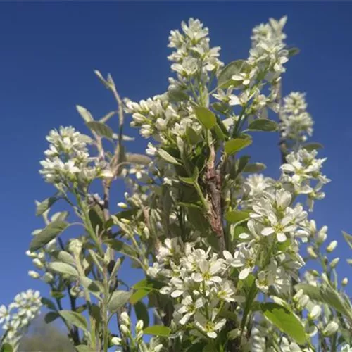 Amelanchier ovalis*