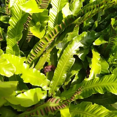 Asplenium (Phyllitis) scolopendrium*