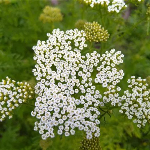 Achillea nobilis*