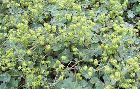 Alchemilla alpina