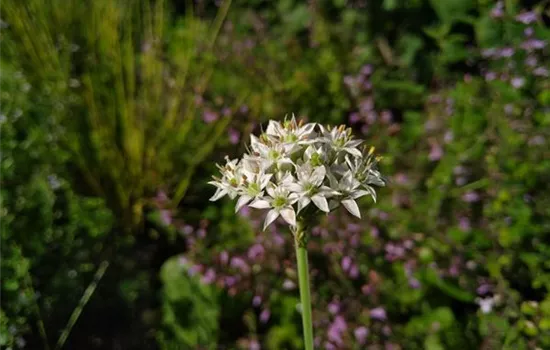 Allium angulosum Allium angulosum
