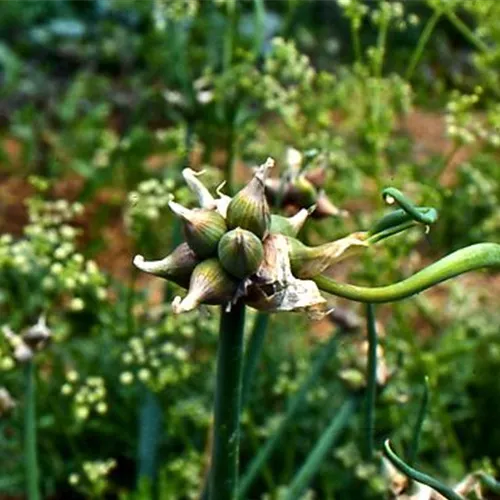 Allium cepa var.proliferum Allium cepa var.proliferum