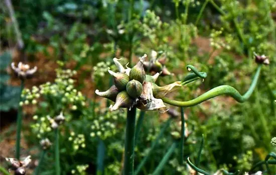Allium cepa var.proliferum