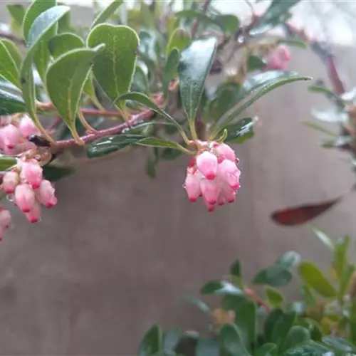 Arctostaphylos uva-ursi*