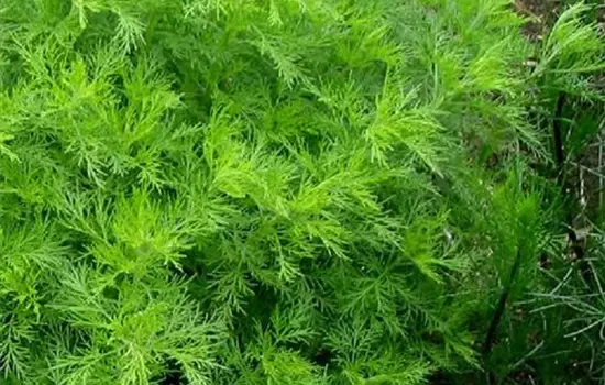 Artemisia abrotanum
