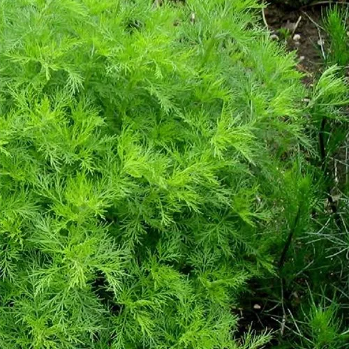Artemisia abrotanum Artemisia abrotanum