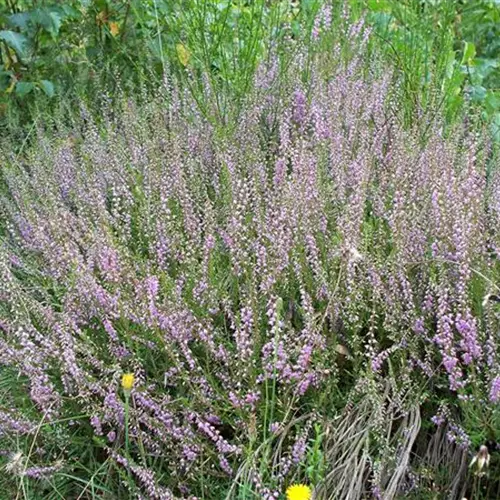 Calluna vulgaris (Wildform)°
