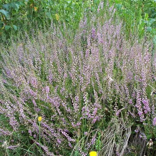 Calluna vulgaris (Wildform)° Calluna vulgaris (Wildform)°