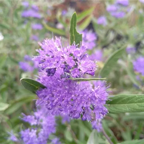 Caryopteris clandonensis Kew Blue°