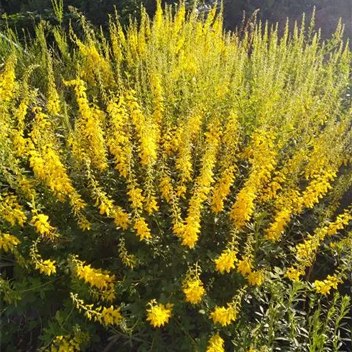 Cytisus nigricans (Wildform) Cytisus nigricans (Wildform)