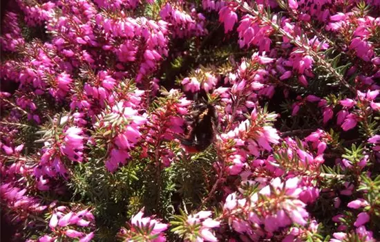 Erica carnea Winter Beauty