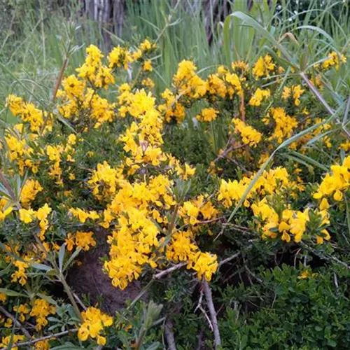Genista pilosa*