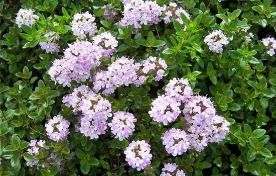 Thymus longicaulis