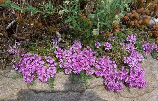 Thymus praecox Thymus praecox