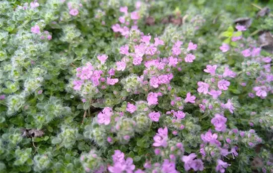 Thymus praecox var.pseudolanuginosus