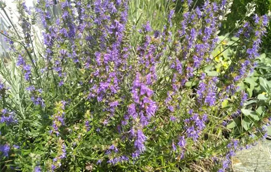 Hyssopus officinalis