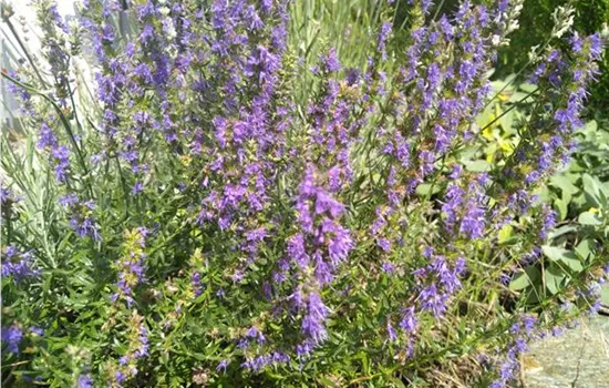Hyssopus officinalis
