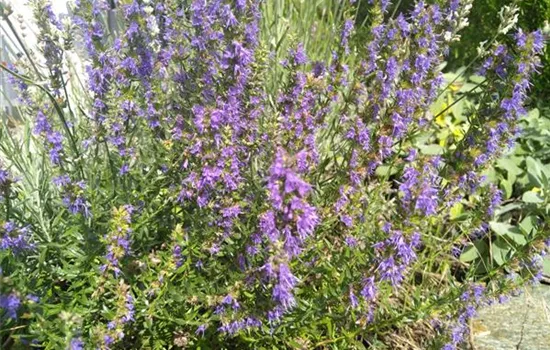 Hyssopus officinalis Hyssopus officinalis