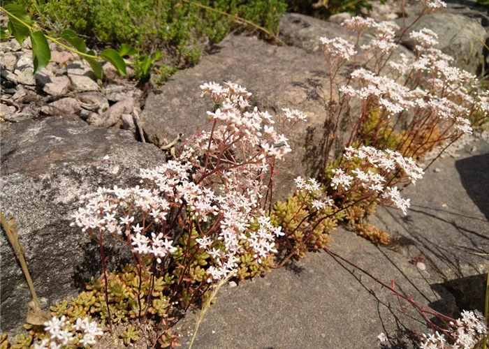 Sedum album DA Sedum album DA