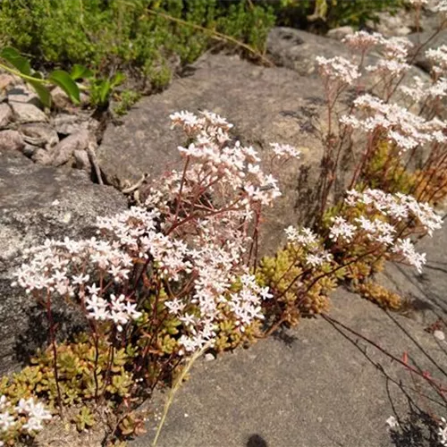 Sedum album DA
