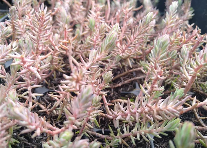Sedum reflexum DA Sedum reflexum DA