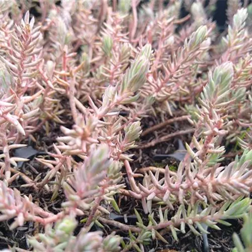 Sedum reflexum DA