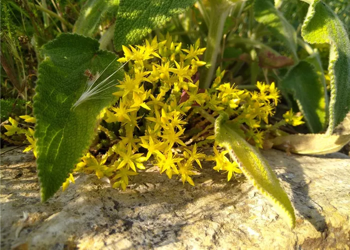 Sedum sexangulare DA Sedum sexangulare DA