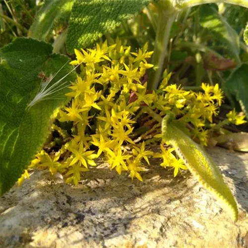 Sedum sexangulare DA