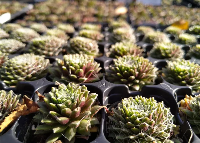 Sempervivum arachnoideum DA Sempervivum arachnoideum DA