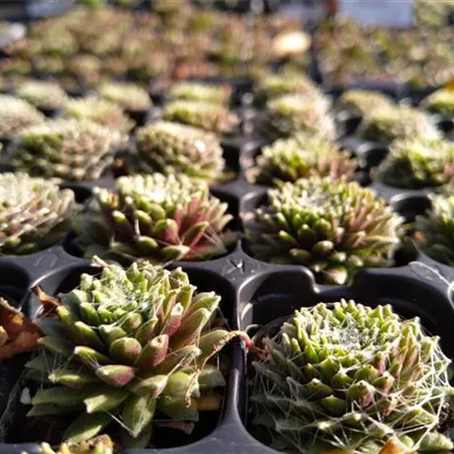 Sempervivum arachnoideum DA