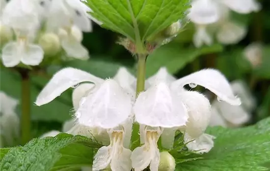 Lamium album