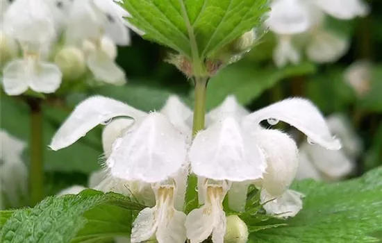 Lamium album Lamium album