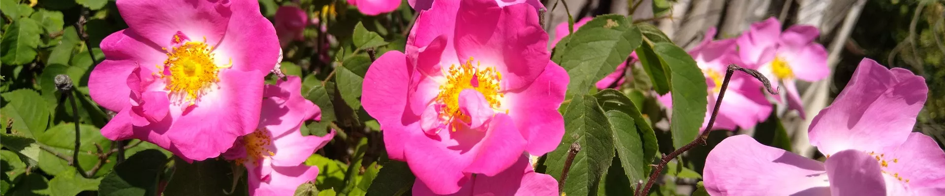 Rosa gallica Sonne (1)-0-408-4032-2268 Rosa gallica Sonne (1)-0-408-4032-2268