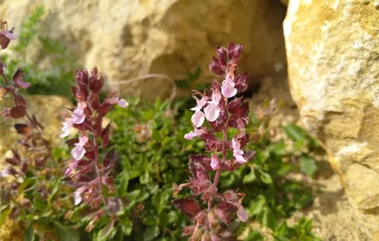 Teucrium chamaedrys