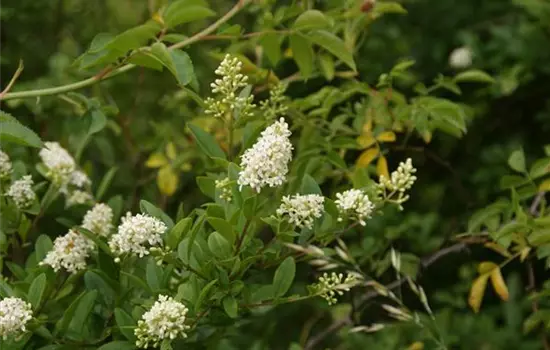 Ligustrum vulgare