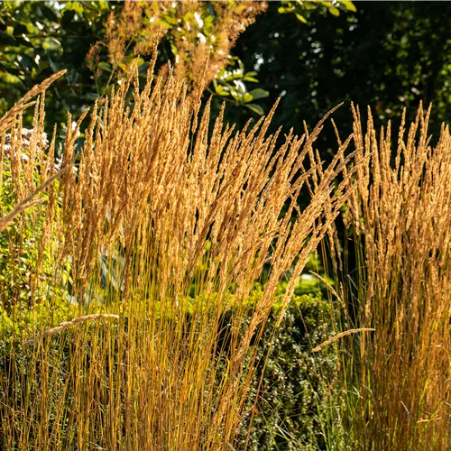 Calamagrostis x acutifl. Karl Foerster Calamagrostis x acutifl. Karl Foerster