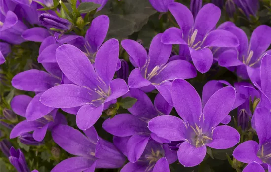 Campanula poscharskyana Campanula poscharskyana