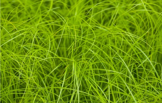 Carex remota Carex remota