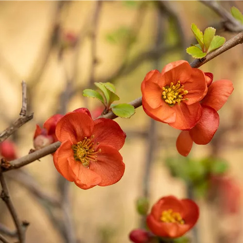 Chaenomeles japonica Cido [R]
