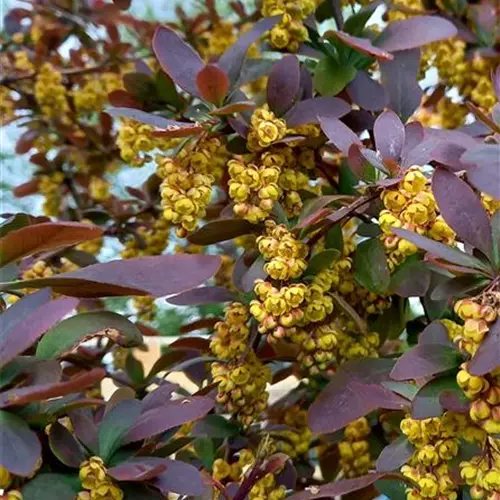Berberis vulgaris Atropurpurea*