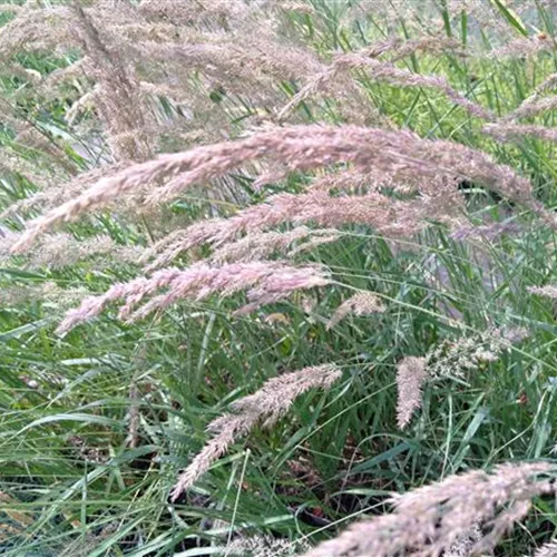 Calamagrostis varia Calamagrostis varia