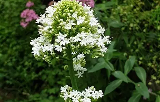 Centranthus ruber Albus