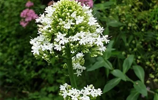 Centranthus ruber Albus