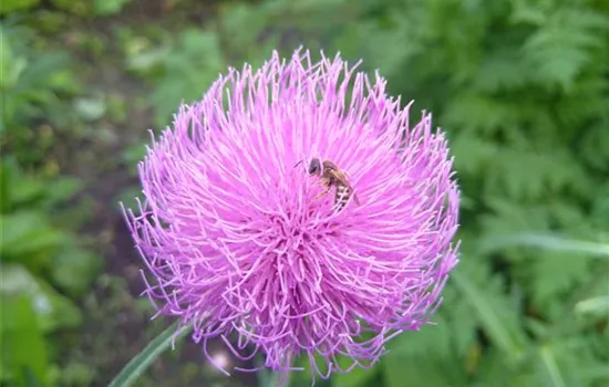 Cirsium heterophyllum Cirsium heterophyllum