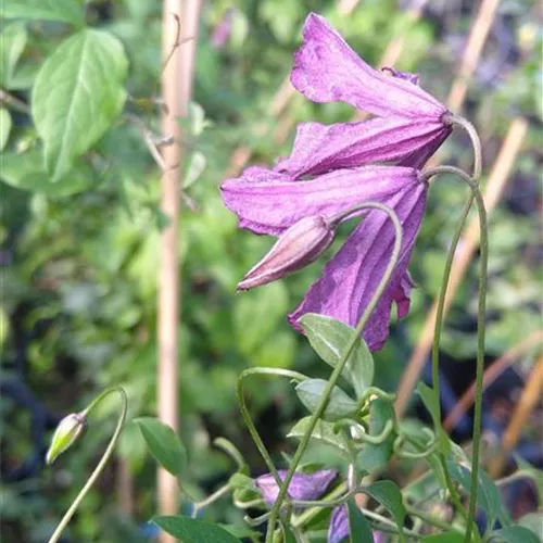 Clematis viticella* Clematis viticella*
