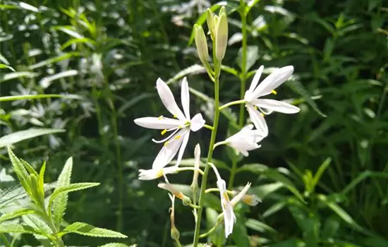 Anthericum ramosum